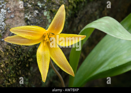 Communément appelé truite Lily Violet Dogtooth Erythronium americanum famille des Liliacées liliacaea Banque D'Images