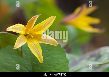 Communément appelé truite Lily Violet Dogtooth Erythronium americanum famille des Liliacées liliacaea Banque D'Images