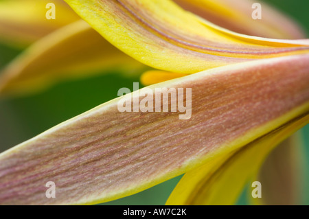 Communément appelé truite Lily Violet Dogtooth Erythronium americanum famille des Liliacées liliacaea Banque D'Images