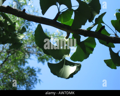 Les fruits et les feuilles d'un ginkgo biloba arbre Banque D'Images