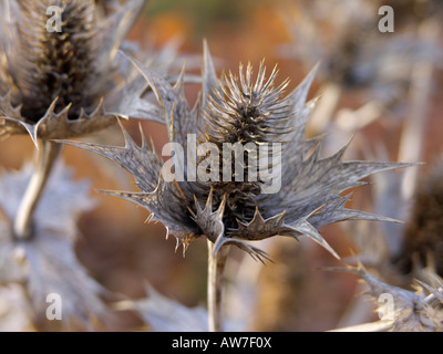 Holly mer géant (Eryngium giganteum) Banque D'Images