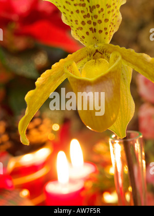 Lady's Slipper orchid (paphiopedilum) Banque D'Images