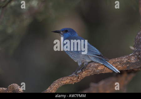 Gymnorhinus cyanocephalus Pinyon Jay, perché, en pin. Banque D'Images