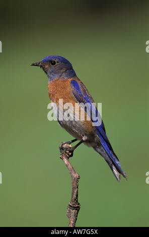 Western Bluebird Sialia mexicana, mâle, perché. Banque D'Images
