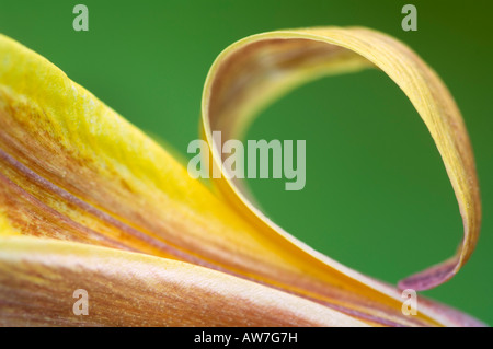 Communément appelé truite Lily Violet Dogtooth Erythronium americanum famille des Liliacées liliacaea Banque D'Images