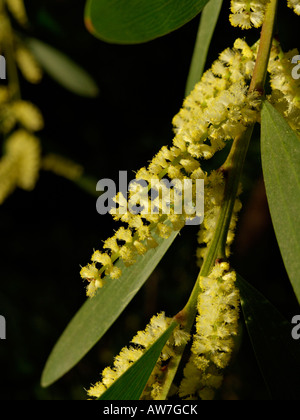 Golden wattle (Acacia longifolia) Banque D'Images