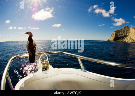 Brown pieds boobie assis sur le rail de l'Solmar V en face d'une île de l'archipel Revillagigedo Mexique Banque D'Images