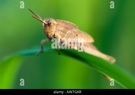 Sauterelle Brachystola magna de foi sur l'herbe Pruitt Access Log Cabin Trail Buffalo River Arkansas Banque D'Images