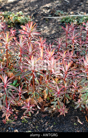 EUPHORBIA SIKKIMENSIS NOUVELLE CROISSANCE AU DÉBUT DE MARS Banque D'Images