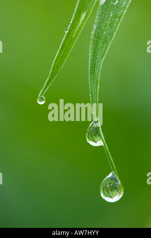 Goutte d'eau sur le brin d'herbe Pruitt landing Log Cabin Trail Buffalo River Arkansas Banque D'Images