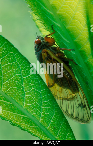 Cigale périodique (13 ans Pristimantis,essence,Brood xix) on leaf Banque D'Images