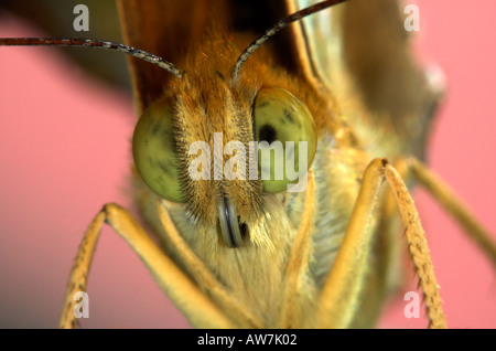 Lavé argent Fritillary Butterfly Argynnis paphia United Kingdom Banque D'Images