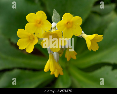 (Primrose primula palinuri) Banque D'Images