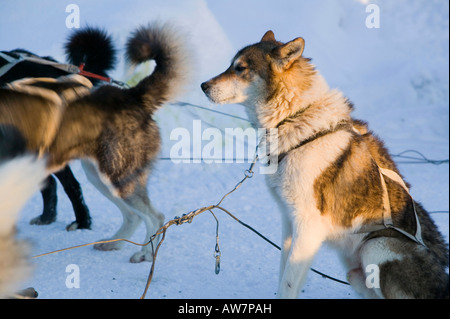 Chiens de traîneau de Saariselka Finlande du Nord Banque D'Images