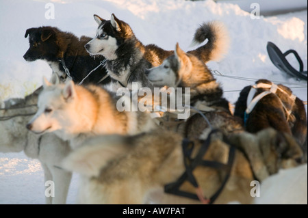 Chiens de traîneau de Saariselka Finlande du Nord Banque D'Images