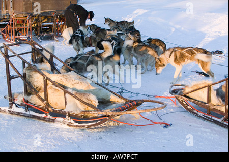 Chiens de traîneau de Saariselka Finlande du Nord Banque D'Images