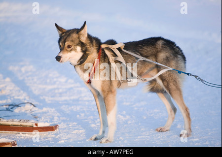 Chiens de traîneau de Saariselka Finlande du Nord Banque D'Images