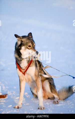 Chiens de traîneau de Saariselka Finlande du Nord Banque D'Images