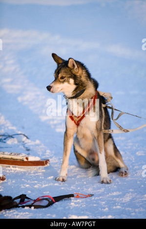 Chiens de traîneau de Saariselka Finlande du Nord Banque D'Images