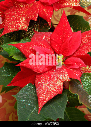 L'étoile de Noël (Euphorbia pulcherrima) avec des paillettes Banque D'Images