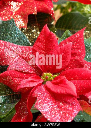 L'étoile de Noël (Euphorbia pulcherrima) avec des paillettes Banque D'Images