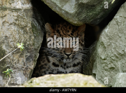 Amur Leopard cub élevés en captivité au Zoo de Marwell Hampshire Banque D'Images