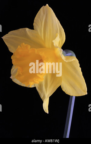 Close up de la jonquille unique avec un fond noir Banque D'Images