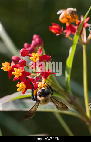 Orange Milkweed Asclepias tuberosa une fleur sauvage avec une abeille Bumble photos images photos gros plan vertical aux États-Unis US haute résolution Banque D'Images