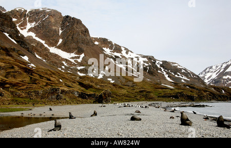 Manchots royaux sur l'île de Géorgie du Sud, près de l'Antarctique dans la convergence antarctique Banque D'Images