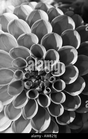 Dahlia Dahlias David Howard macro abstrait noir et blanc vue avant personne aucun vertical plein cadre fond floral paysage fond haute résolution Banque D'Images