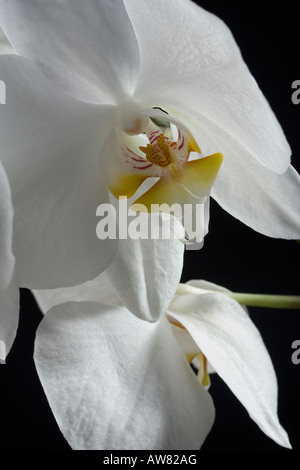 Orchidées Phalaenopsis sur fond noir, Close up Banque D'Images