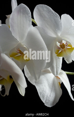 Orchidées Phalaenopsis sur fond noir, Close up avec de l'eau sur les pétales Banque D'Images