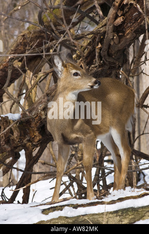Cerf à queue blanche solitaire jetant un coup d'œil Roe cerf à queue blanche dans la neige faune sauvage dans la verticale hivernale l aux États-Unis haute résolution des États-Unis Banque D'Images