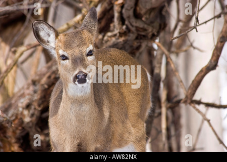 Lonely White Tail Deer Peeking Roe Deer Whitetail dans la neige faune dans l'hiver horizontal aux États-Unis US haute résolution Banque D'Images