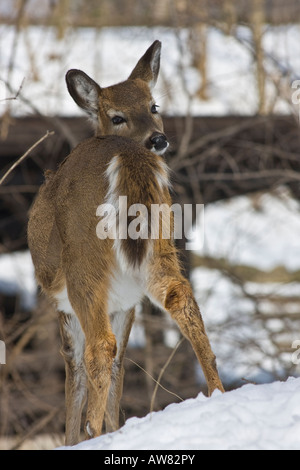 Cerf à queue blanche solitaire jetant un coup d'œil Roe cerf à queue blanche dans la faune enneigée dans la verticale hivernale aux États-Unis haute résolution des États-Unis Banque D'Images