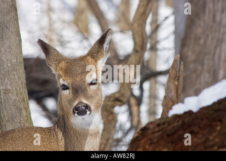 Lonely White Tail Deer Peeking Roe Deer Whitetail dans la neige faune dans l'hiver horizontal aux États-Unis US haute résolution Banque D'Images