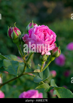 Bourbon rose (Rosa louise odier) Banque D'Images