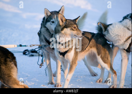 Chiens de traîneau de Saariselka Finlande du Nord Banque D'Images