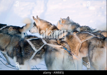 Chiens de traîneau de Saariselka Finlande du Nord Banque D'Images