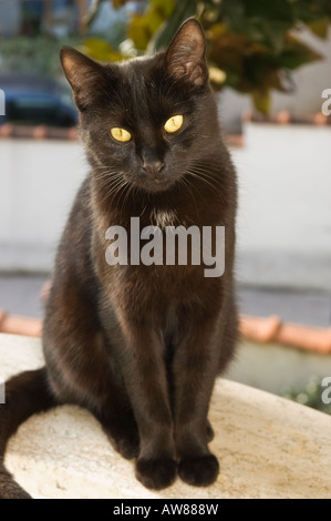 chat noir Banque D'Images