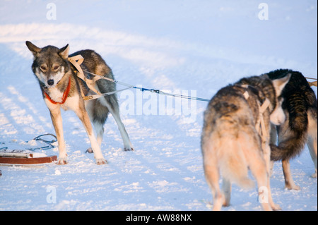 Chiens de traîneau de Saariselka Finlande du Nord Banque D'Images