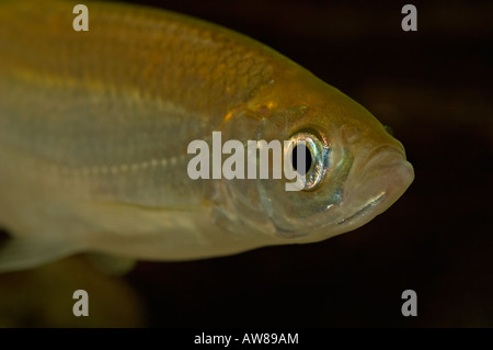 Alburnus alburnus sombre, Banque D'Images