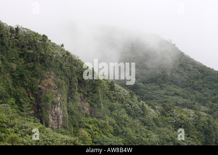 El Yunque rain forest Porto Rico Banque D'Images