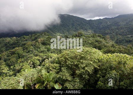 El Yunque rain forest Porto Rico Banque D'Images