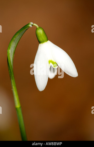 Snowdrop Galanthus nivalis [commun] dans les Royal Botanic Gardens, Kew Banque D'Images