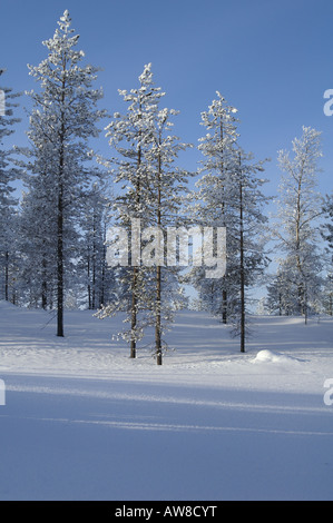 Bois avec des arbres couverts de givre au-delà du cercle arctique, à proximité du Parc National Urho Kehkkosen Saariselka Finlande du Nord Banque D'Images