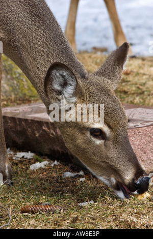 Lonely White Tail Deer jetant un coup d'œil Roe Deer Whitetail dans la neige dans la verticale hivernale aux États-Unis haute résolution Banque D'Images