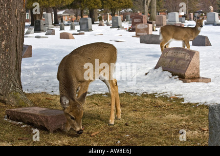 Cerf à queue blanche solitaire jetant un coup d'œil Roe cerf à queue blanche dans la faune enneigée dans le cimetière d'hiver vertical aux États-Unis haute résolution des États-Unis Banque D'Images