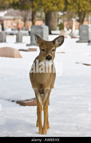 Cerf à queue blanche solitaire jetant un coup d'œil Roe cerf à queue blanche dans la faune enneigée dans le cimetière d'hiver vertical aux États-Unis haute résolution des États-Unis Banque D'Images