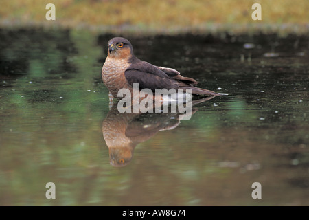 Blanche Accipiter nisus mâle adulte en Angleterre Bedfordshire étang de baignade Banque D'Images